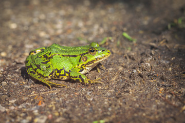 Teichfrosch auf einem Waldweg - Pelophylax esculentus in einer Makroaufnahme