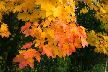 Many colorful maple leaves on trees on Indian summer closeup