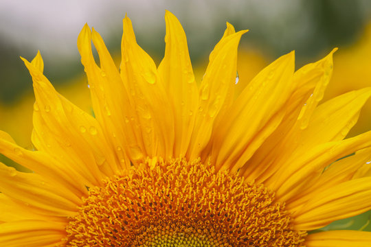 Sonnenblume - Blüte mit Wassertropfen - Makroaufnahme