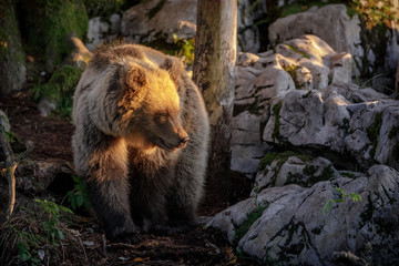 Obraz na płótnie Canvas European brown bear in golden sunlight