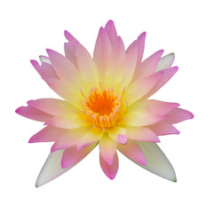 Pink Lotus isolated.