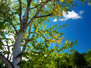 White birch and blue sky