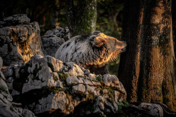 Young Slovenian brown bear