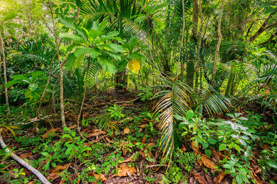 Scenic view of jungle with palms