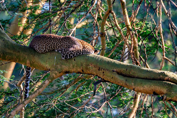 Fototapeta premium Sleeping leopard on a tree