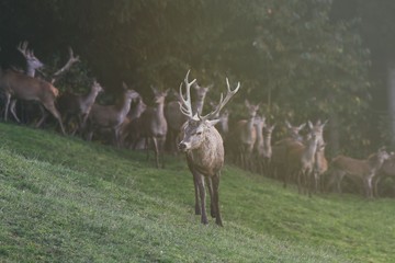 Männlicher Hirsch wird von den Weibchen beobachet