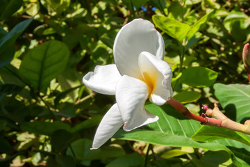 Plumeria white flower