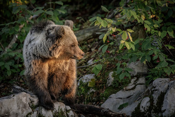 Naklejka na ściany i meble Brown bear in Slovenian woods