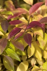 warm autumn colors in October