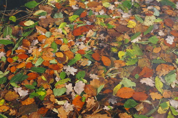 bunt verfärbtes Herbstlaub in einem Gewässer schwimmend