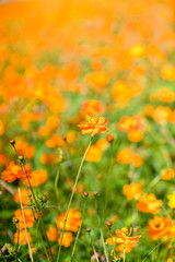 キバナコスモス