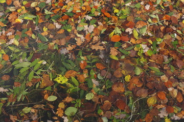 bunt verfärbtes Herbstlaub in einem Gewässer schwimmend