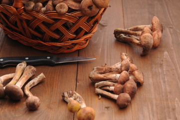 forest mushrooms in the basket