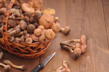 forest mushrooms in the basket
