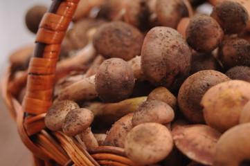 mushrooms in the basket close