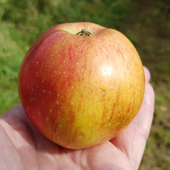 Jungclaus Roter, Apfel, Malus, domestica, Alte Apfelsorte