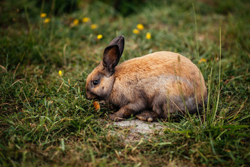 Hare (rabbit) on the lawn