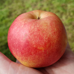 Weinsaurer Wohnste, Apfel, Malus, domestica, Alte Apfelsorte