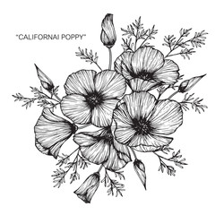 California poppy flower drawing.