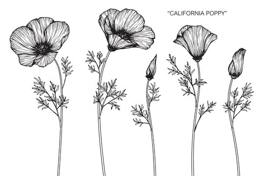 Fototapeta California poppy flower drawing.