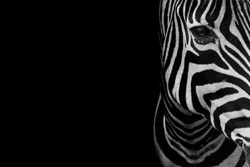 Foto op Aluminium portret van zebra. Zwart-wit versie. © silvapinto