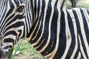 Fototapeta na wymiar portrait of zebra.