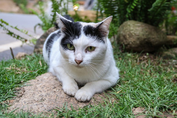 portrait of  cat resting in the garden.
