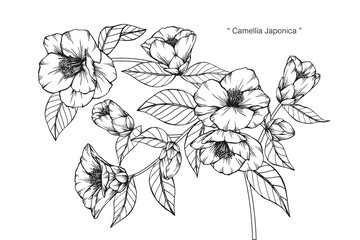 Camellia Japonica flower drawing.