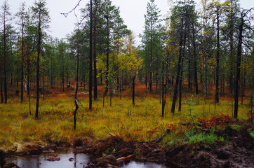 Bright autumn forest: coniferous trees and moss