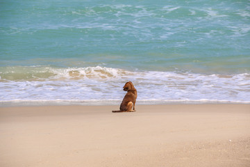 a dog sitting on the beach.