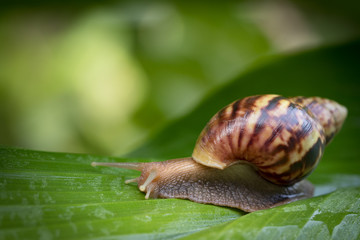 snail climbing on green leaves with copy space