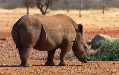 Obraz premium Nashorn, vom aussterben bedroht