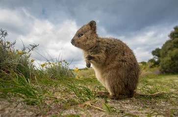 Photo sur Plexiglas Kangourou Adorable quokka kangaroo, Rottnest island, Western Australia