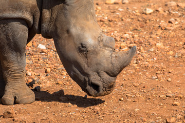 Fototapeta premium Nashorn, freilebend in Namibia