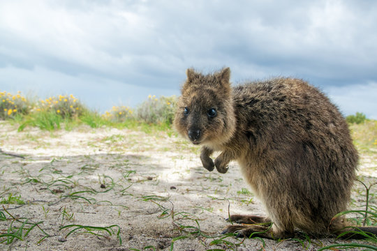 Adorable quokka kangaroo, Rottnest island, Western Australia
