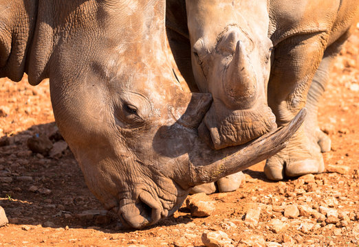 Mutter und Kind Nashorn, Namibia