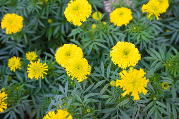 Marigold flowers in garden of thailand