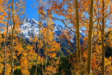 Fototapeta premium Aspens and West Needle Mtn 2017
