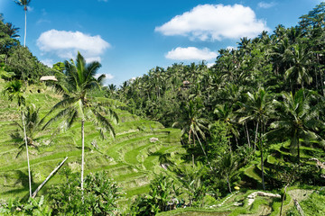 Fototapeta na wymiar Aerial view of Tegalalang Rice Terrace at sunny day in Ubud, Bali, Indonesia.