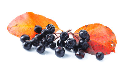 Black chokeberry isolated on white background.