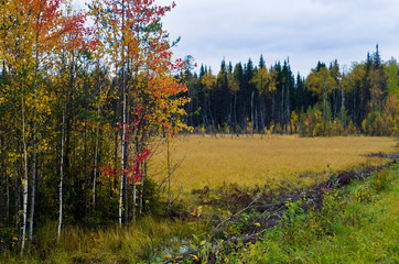 Autumn swamp field in the forest