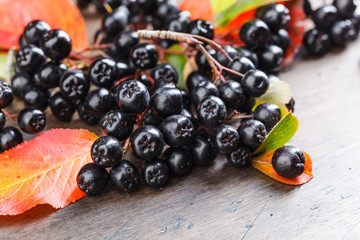 Black chokeberry with autumn leaves .
