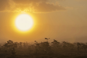 The sun Latvia.Dunikas swamp and mist rises