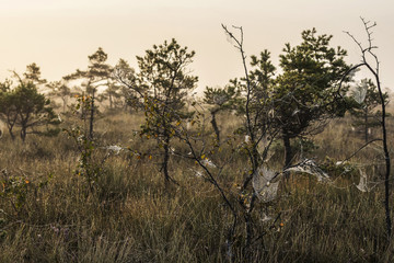 The sun Latvia.Dunikas swamp and mist rises