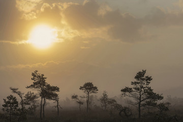 The sun Latvia.Dunikas swamp and mist rises