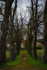 alley in autumn