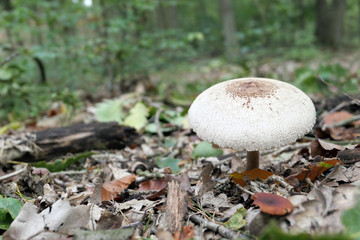 parasol mushroom (Macrolepiota procera or Lepiota procera)