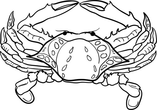 Contour black and white crab vector illustration. Hand-drawn ocean inhabitant for coloring book and other.