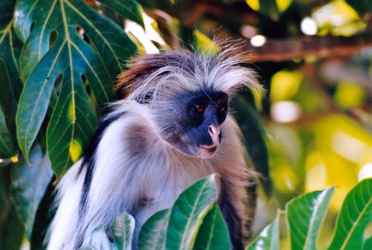 singe dans tous les sens