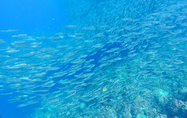 Fototapeta na wymiar Sardines school carousel in blue ocean water. Massive fish school undersea photo.